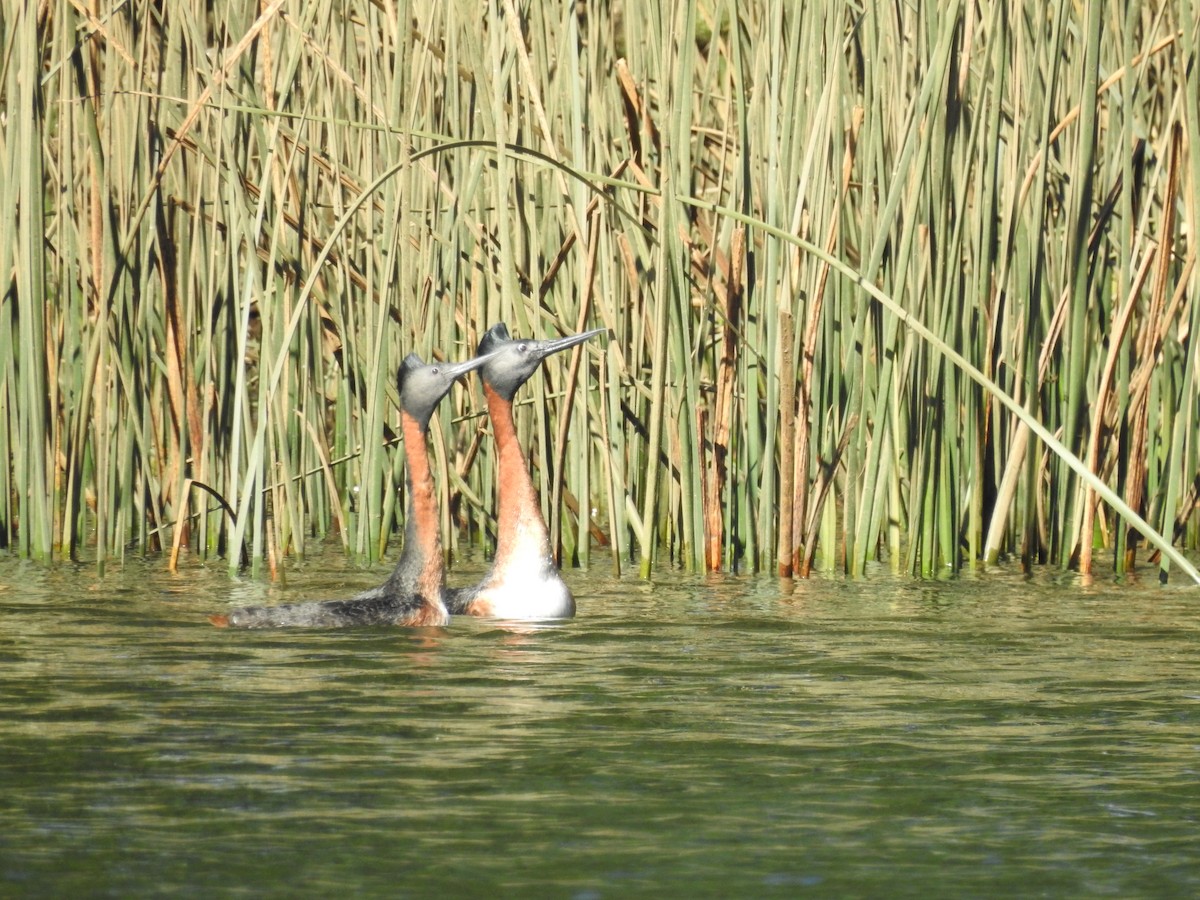 spyddykker - ML644344705