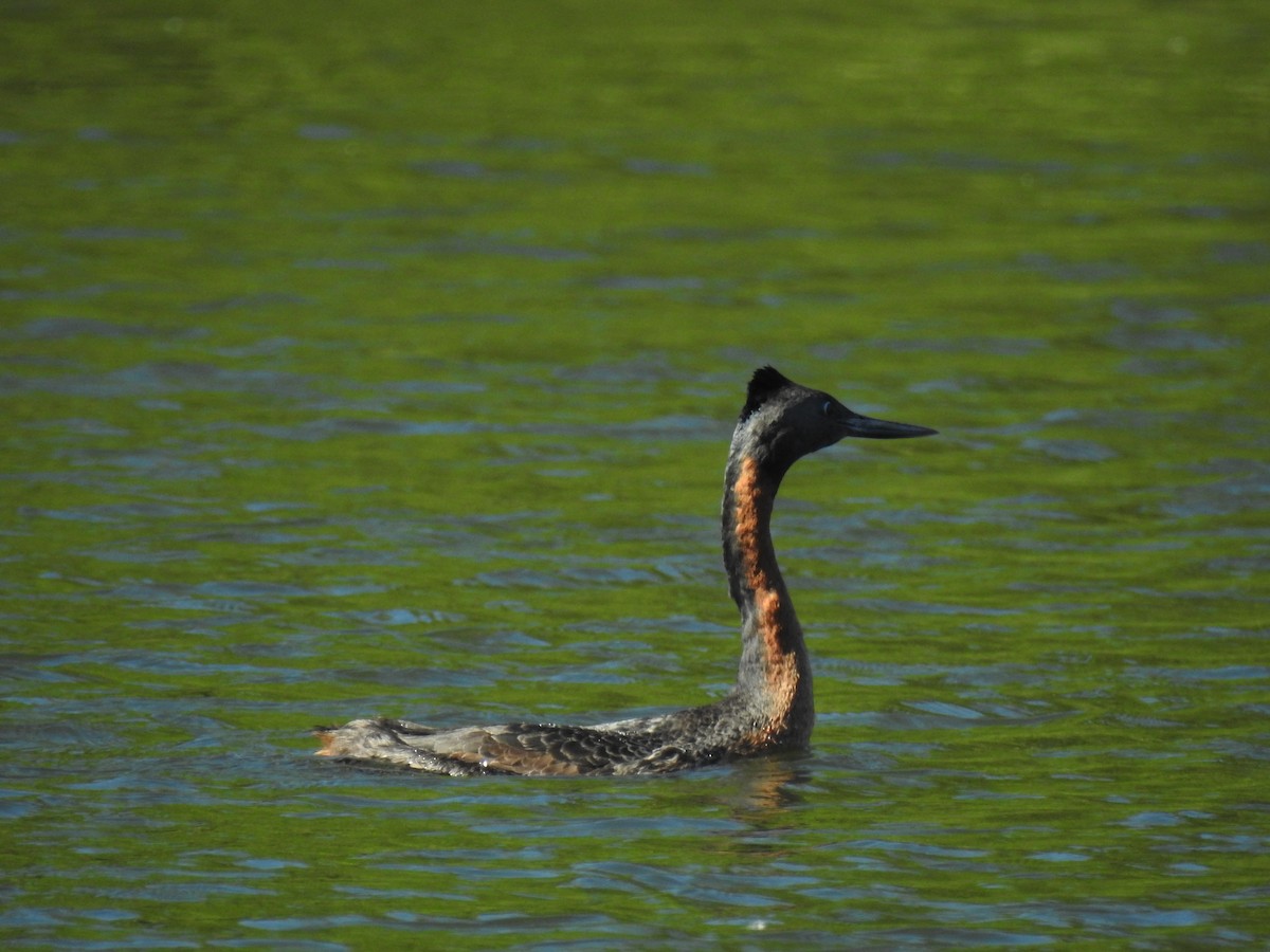 spyddykker - ML644344706