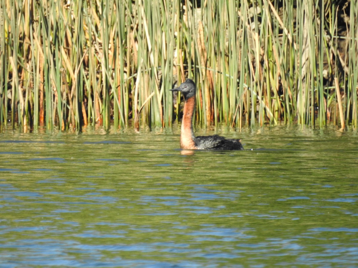 spyddykker - ML644344708