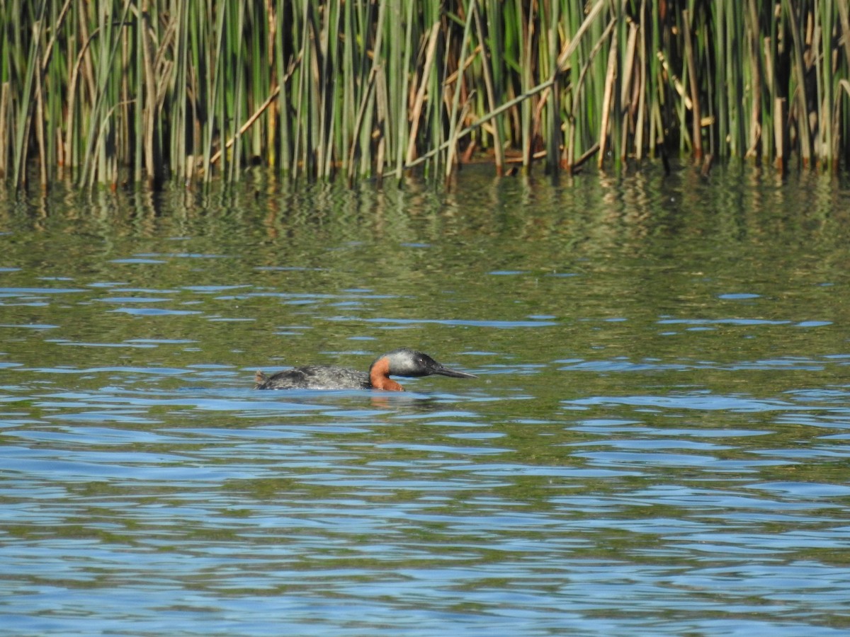 spyddykker - ML644344709