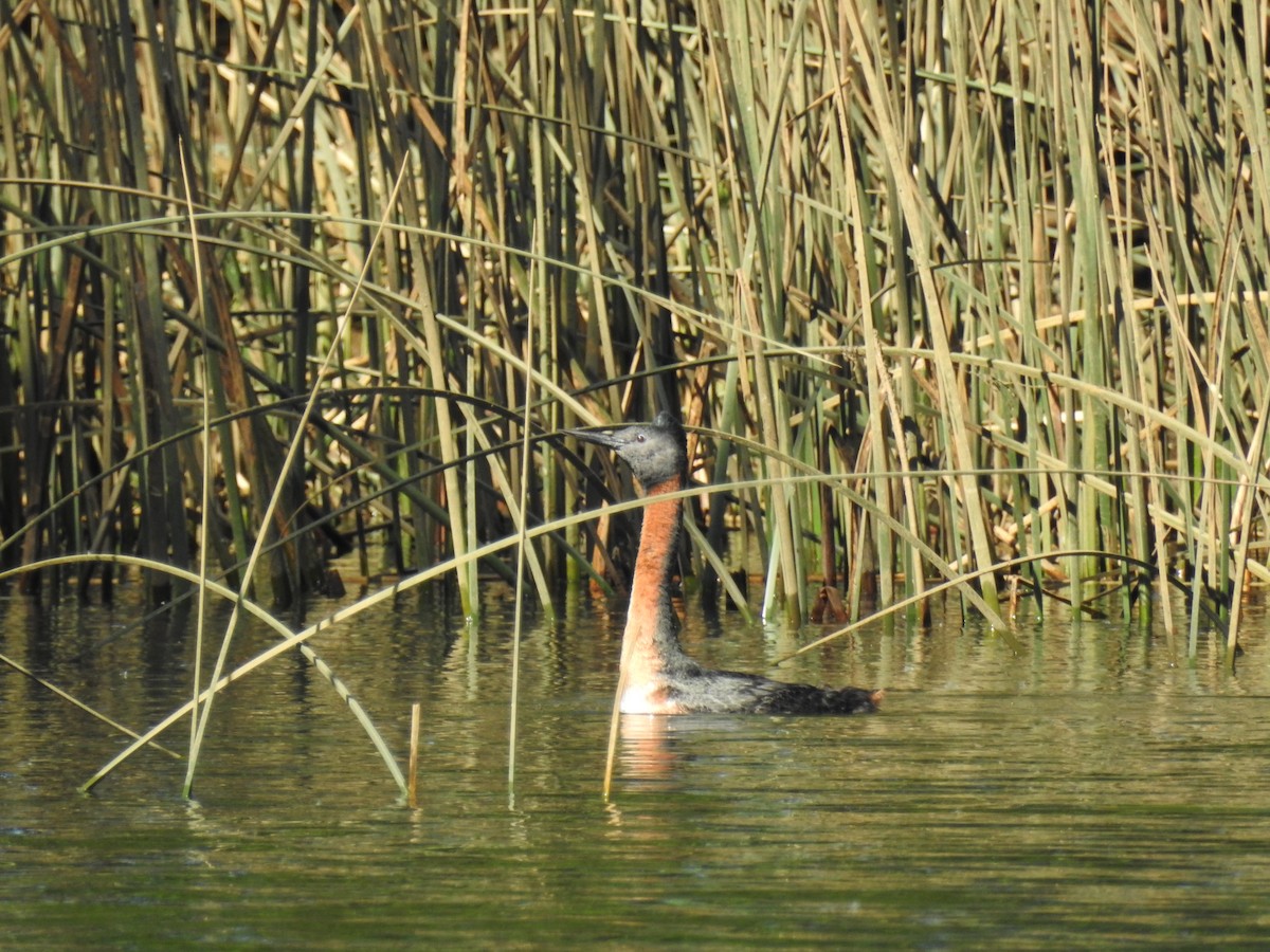 spyddykker - ML644344711