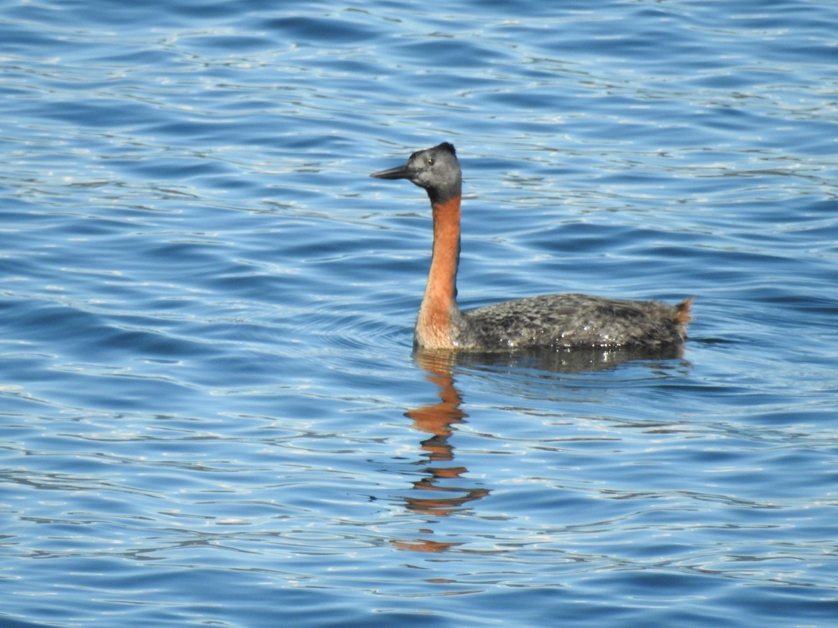 spyddykker - ML644344712