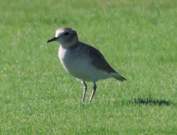 Горный зуёк - ML644344715