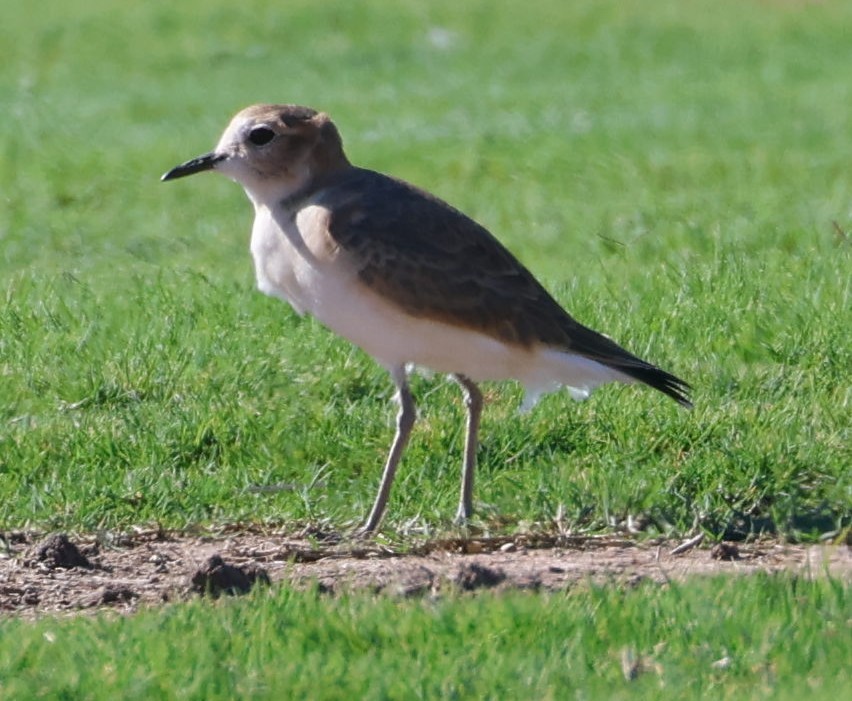 Горный зуёк - ML644344716