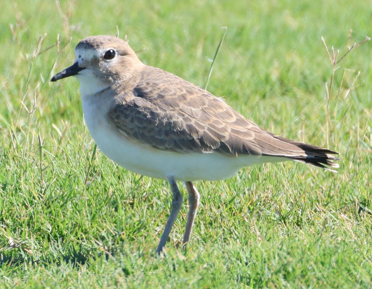 Горный зуёк - ML644344717