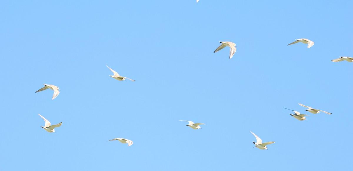 Горный зуёк - ML644344718