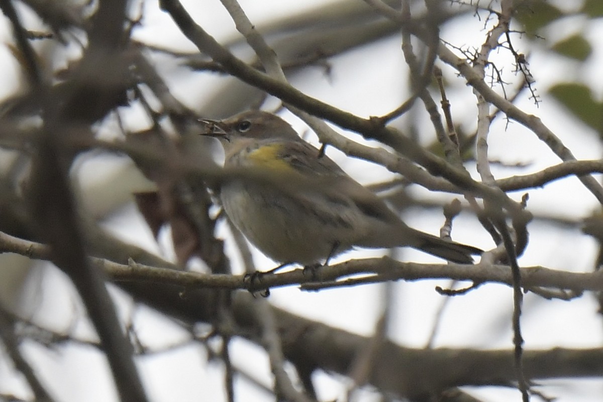 Yellow-rumped Warbler (Myrtle) - ML644344720