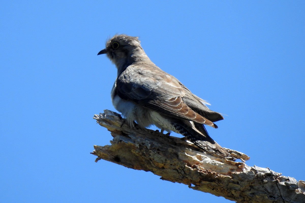 Pallid Cuckoo - ML644344725