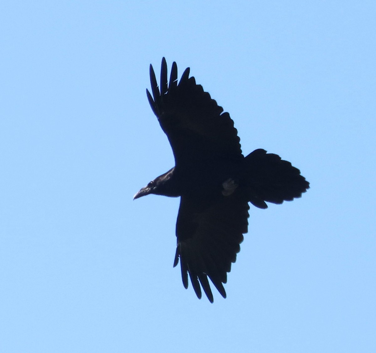Common Raven - ML644344726