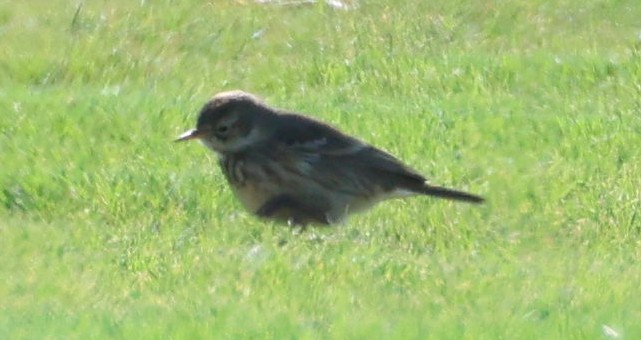 American Pipit - ML644344735