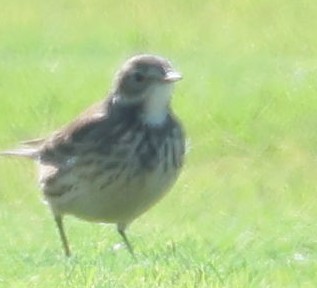 American Pipit - ML644344736