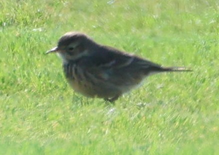 American Pipit - ML644344737