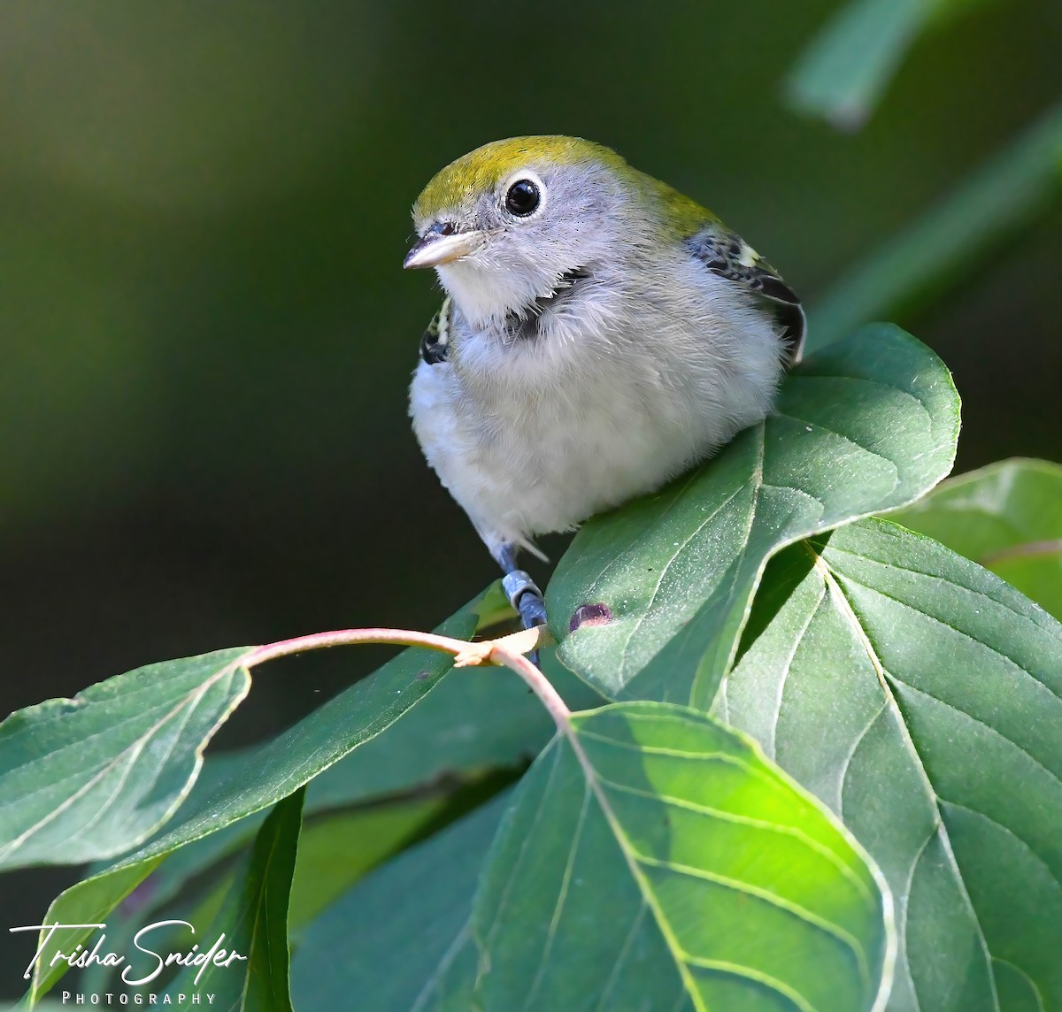 Chestnut-sided Warbler - ML644344738