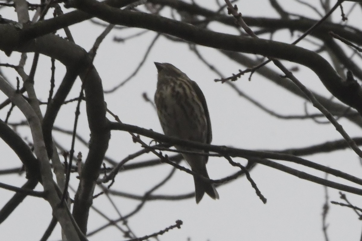 Purple Finch - ML644344740