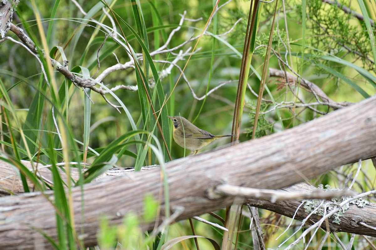 Common Yellowthroat - ML644344751