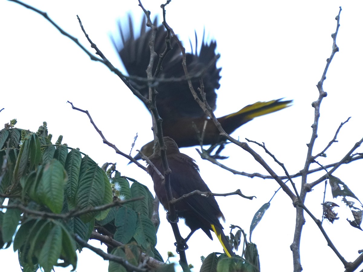 Russet-backed Oropendola - ML644344782