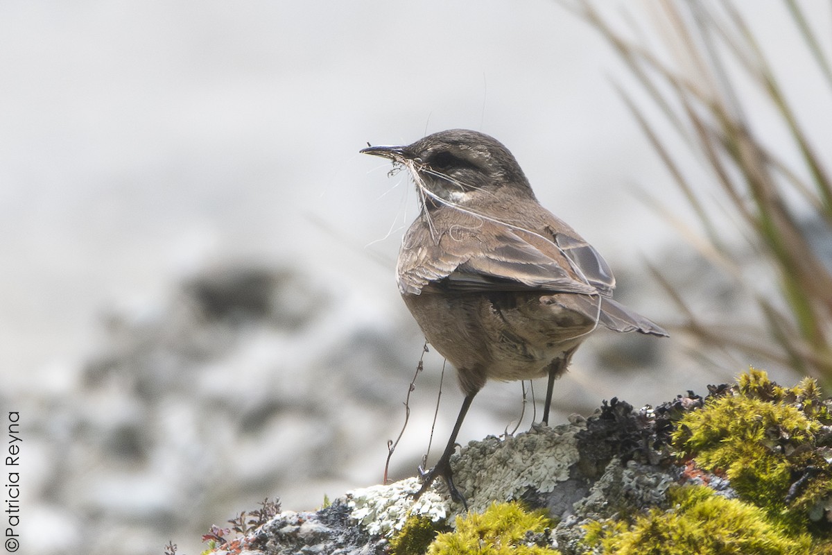 Cream-winged Cinclodes - ML644344786
