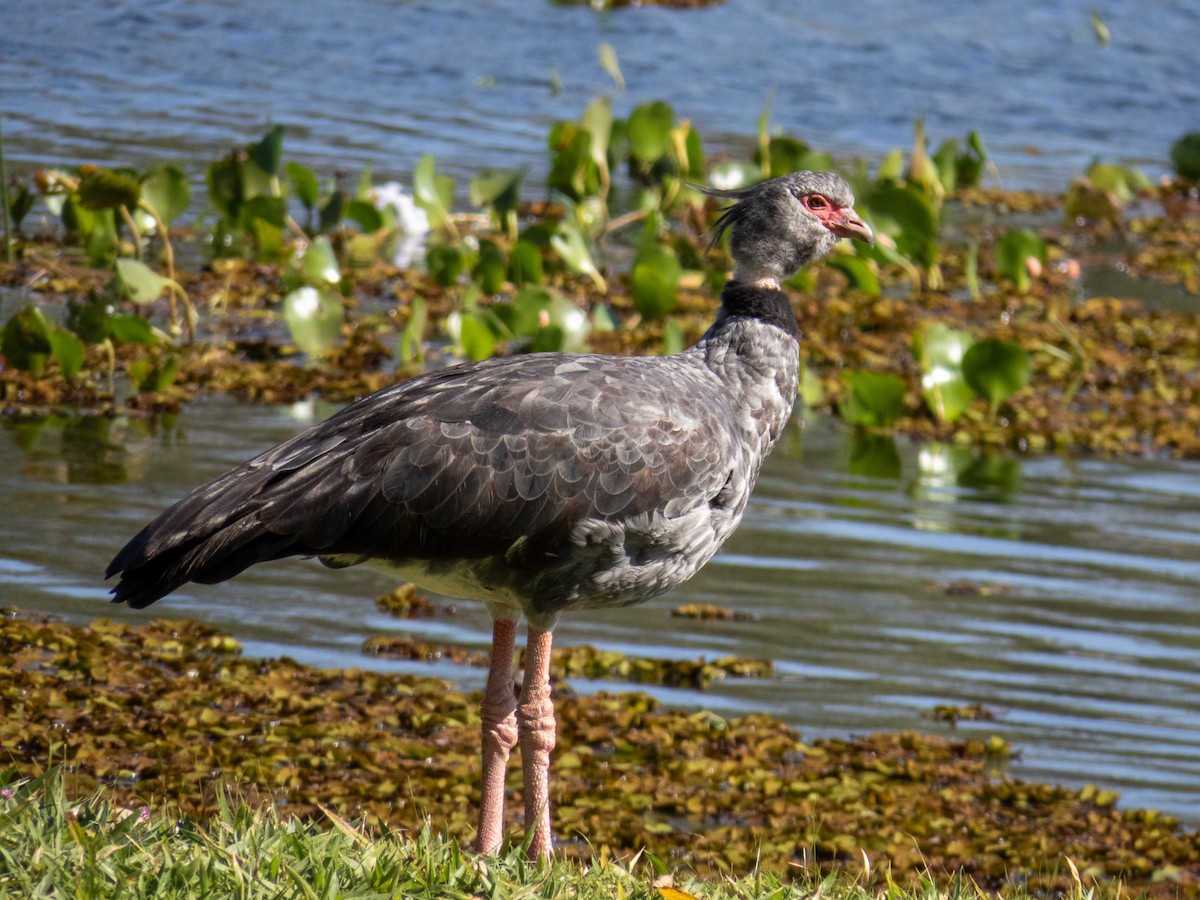 Southern Screamer - ML644344791