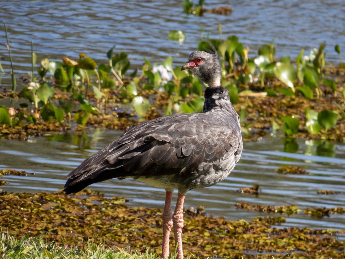 Southern Screamer - ML644344792