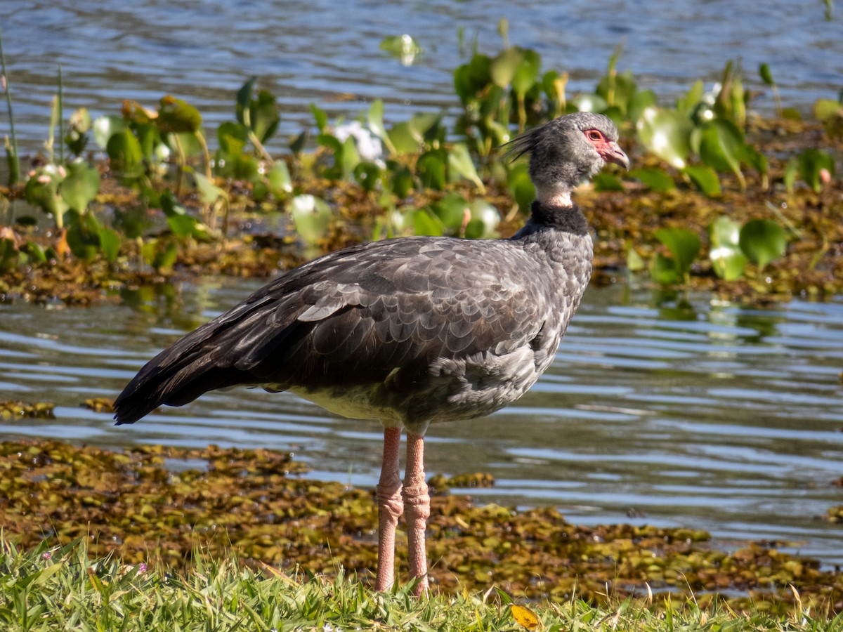 Southern Screamer - ML644344793