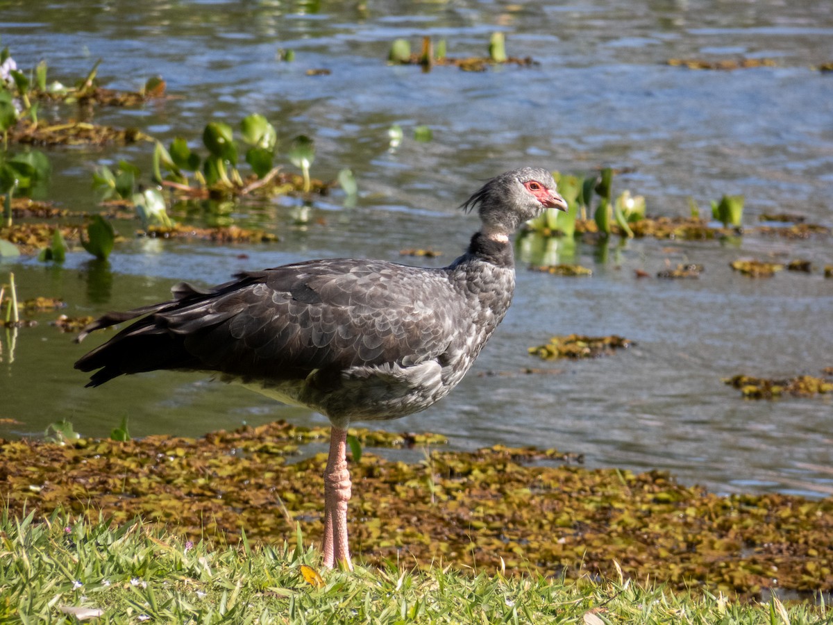 Southern Screamer - ML644344794