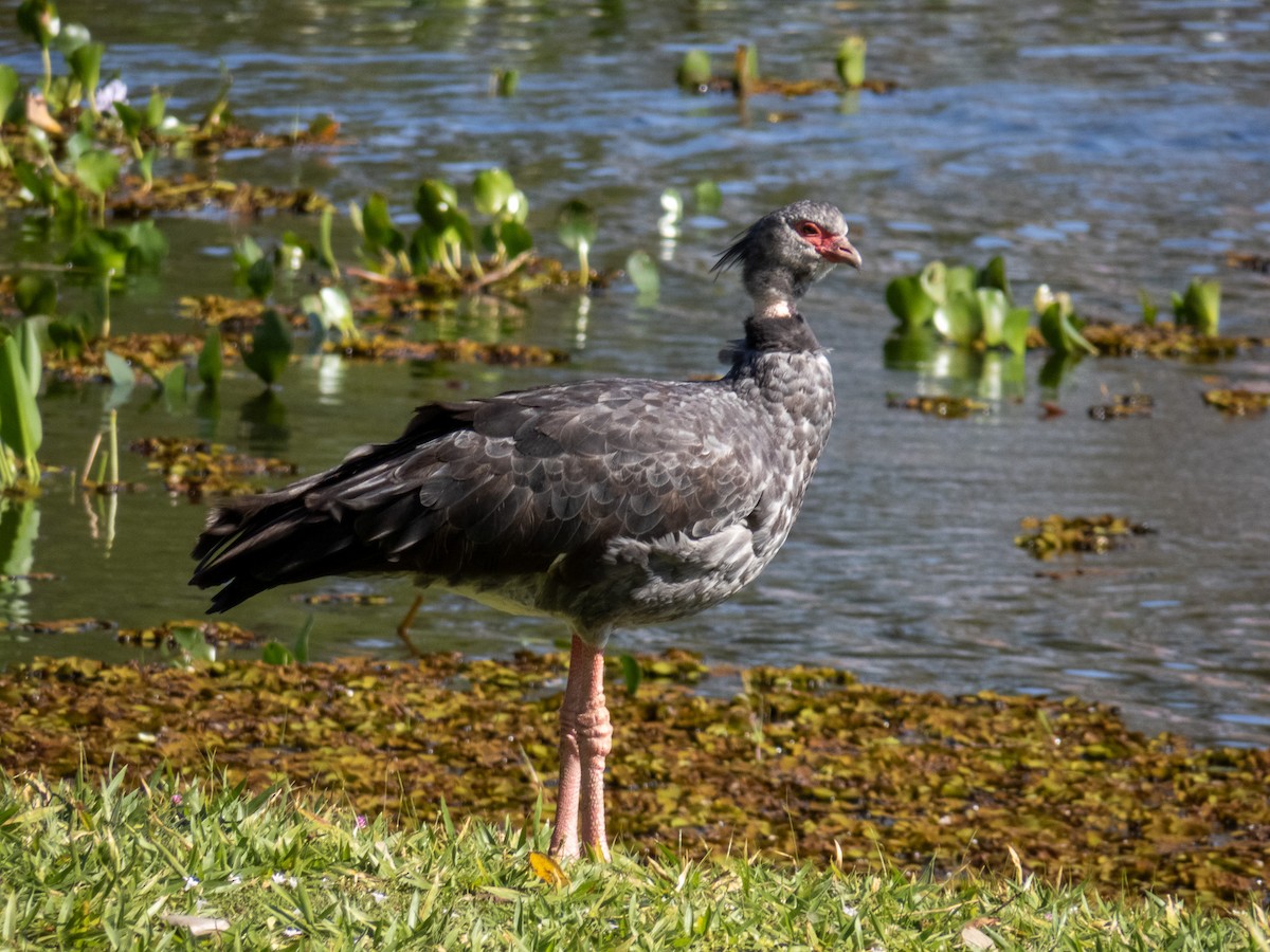 Southern Screamer - ML644344795