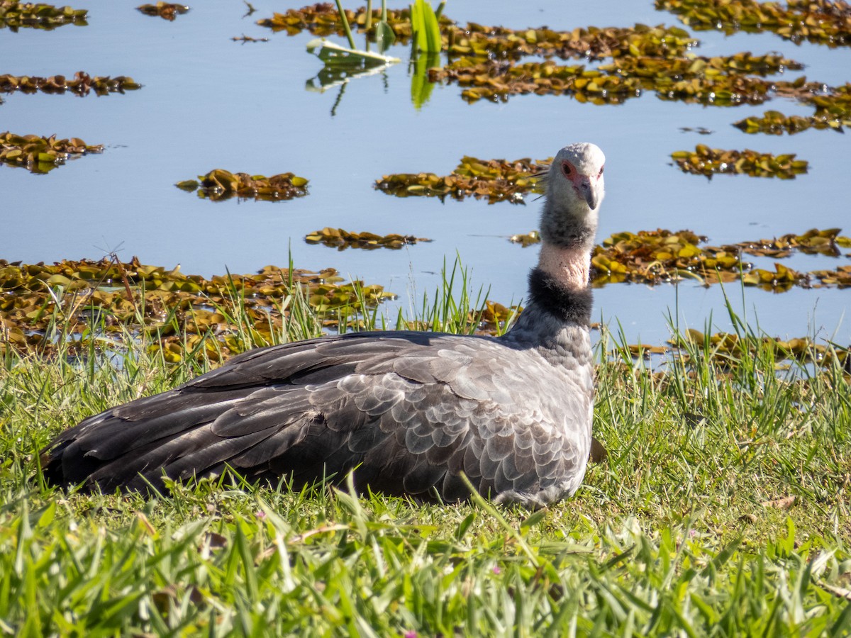 Southern Screamer - ML644344796