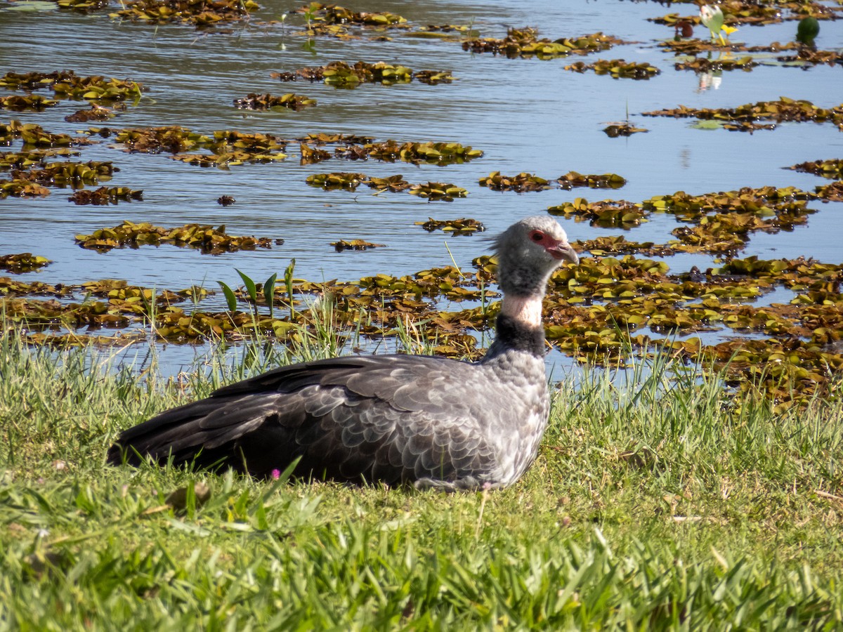 Southern Screamer - ML644344797