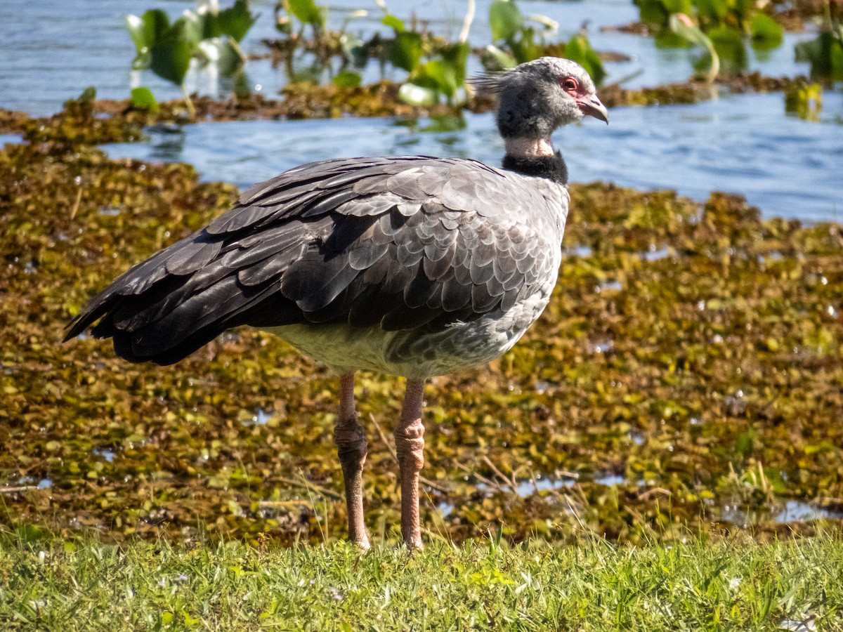 Southern Screamer - ML644344798