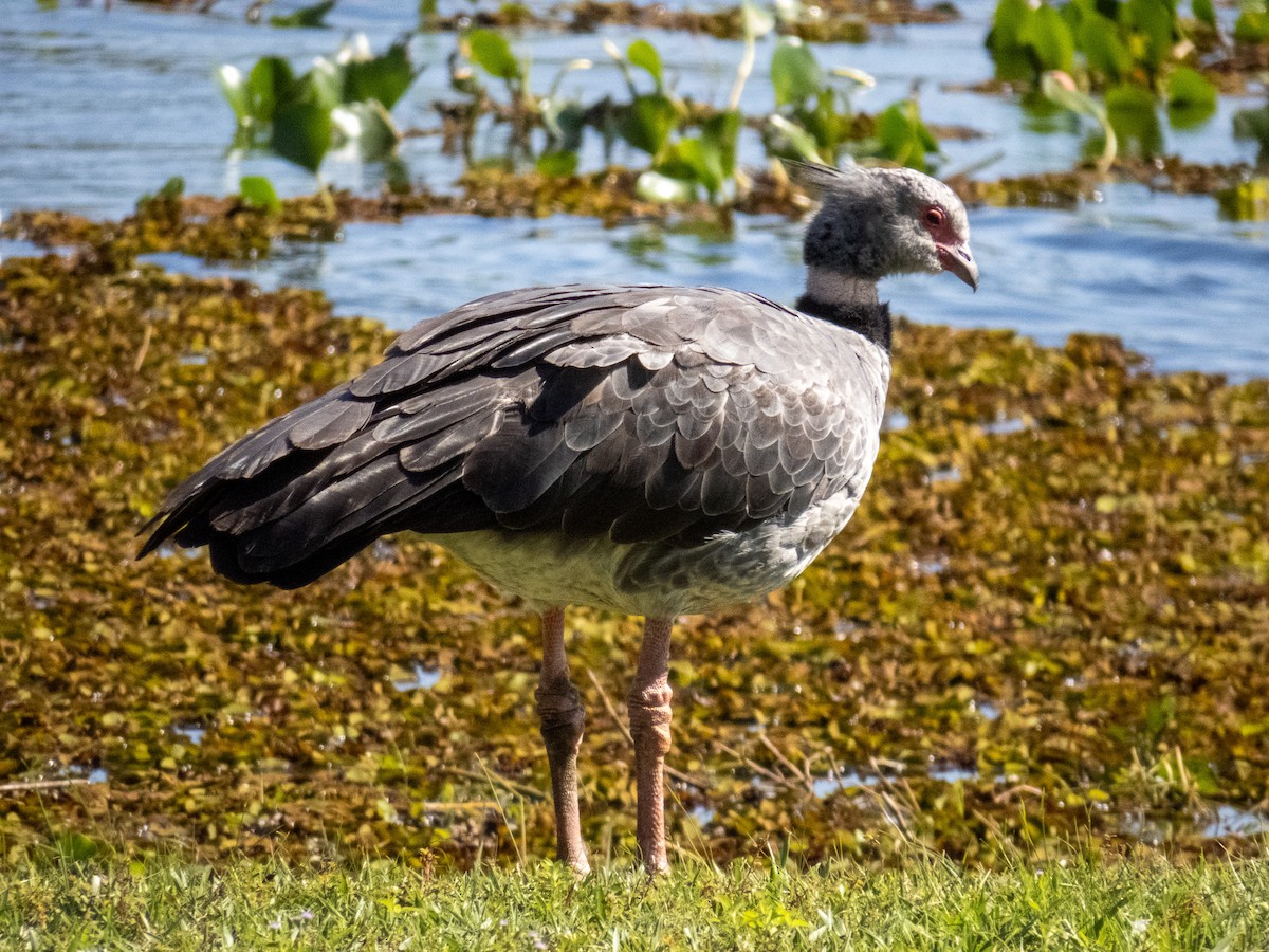 Southern Screamer - ML644344799