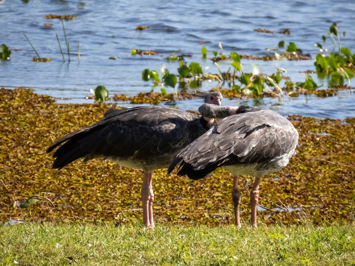 Southern Screamer - ML644344800