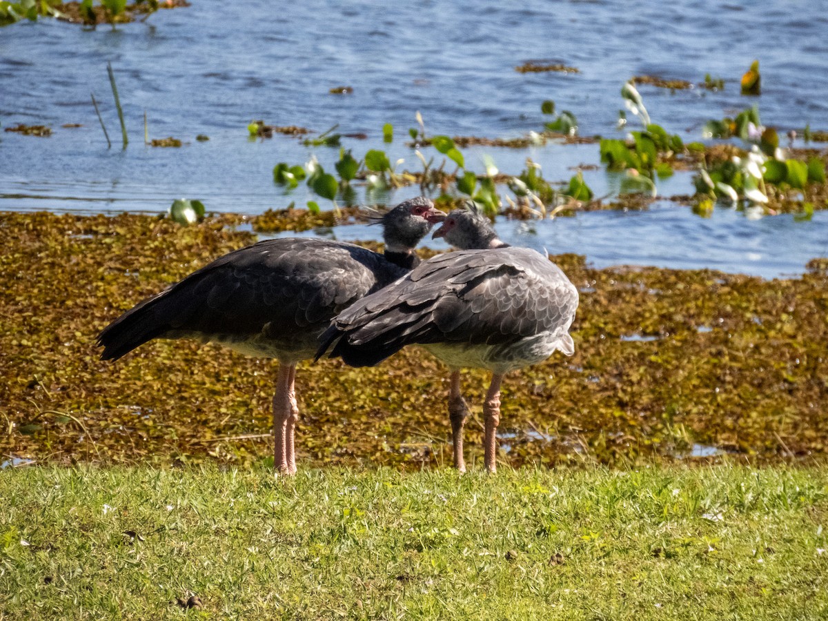 Southern Screamer - ML644344802