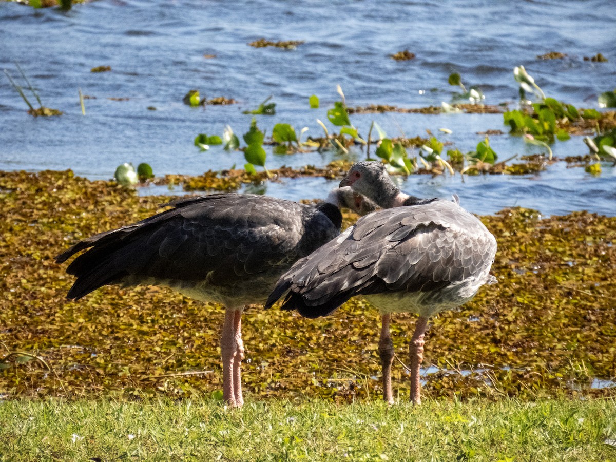 Southern Screamer - ML644344803