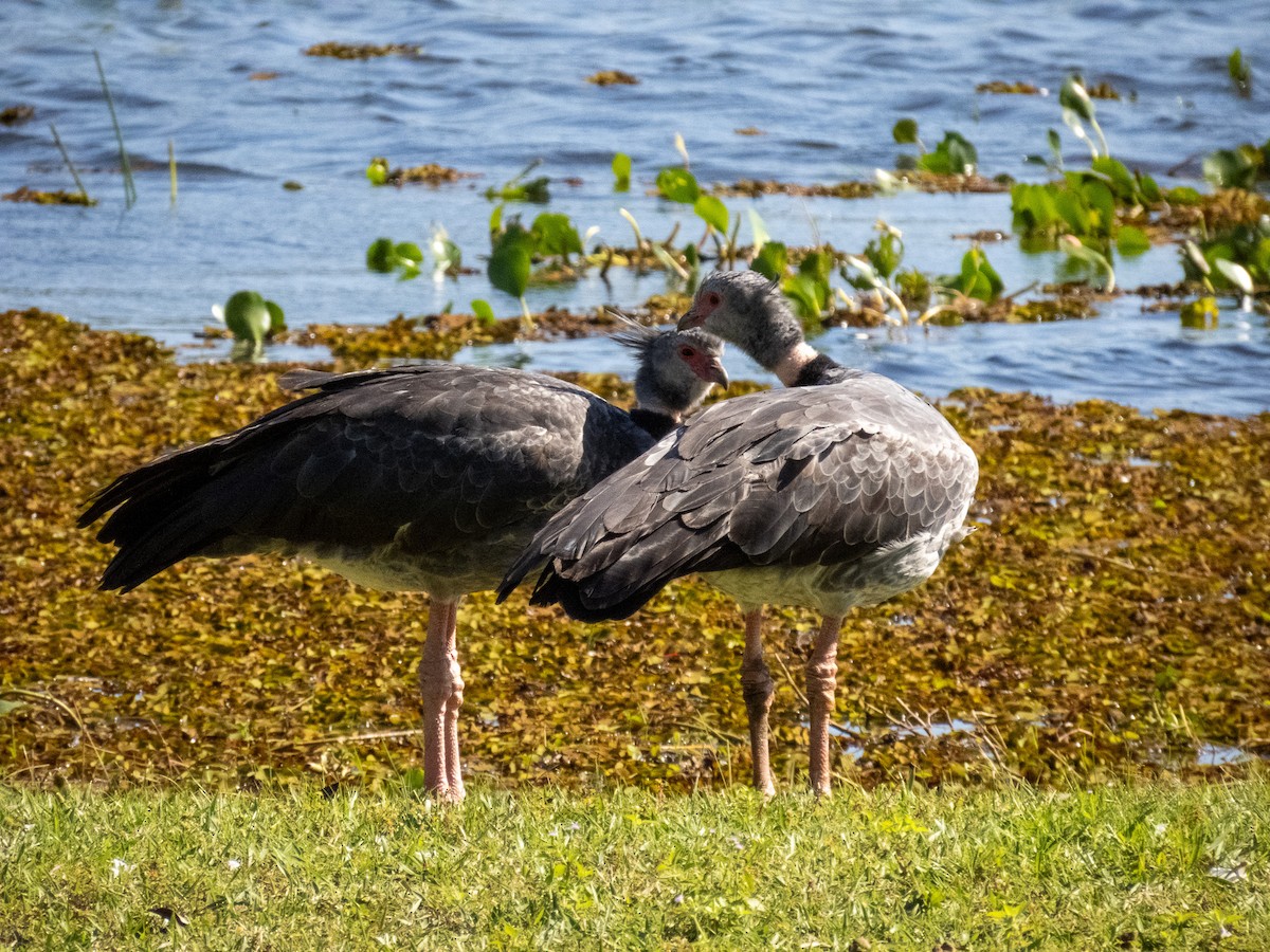 Southern Screamer - ML644344804
