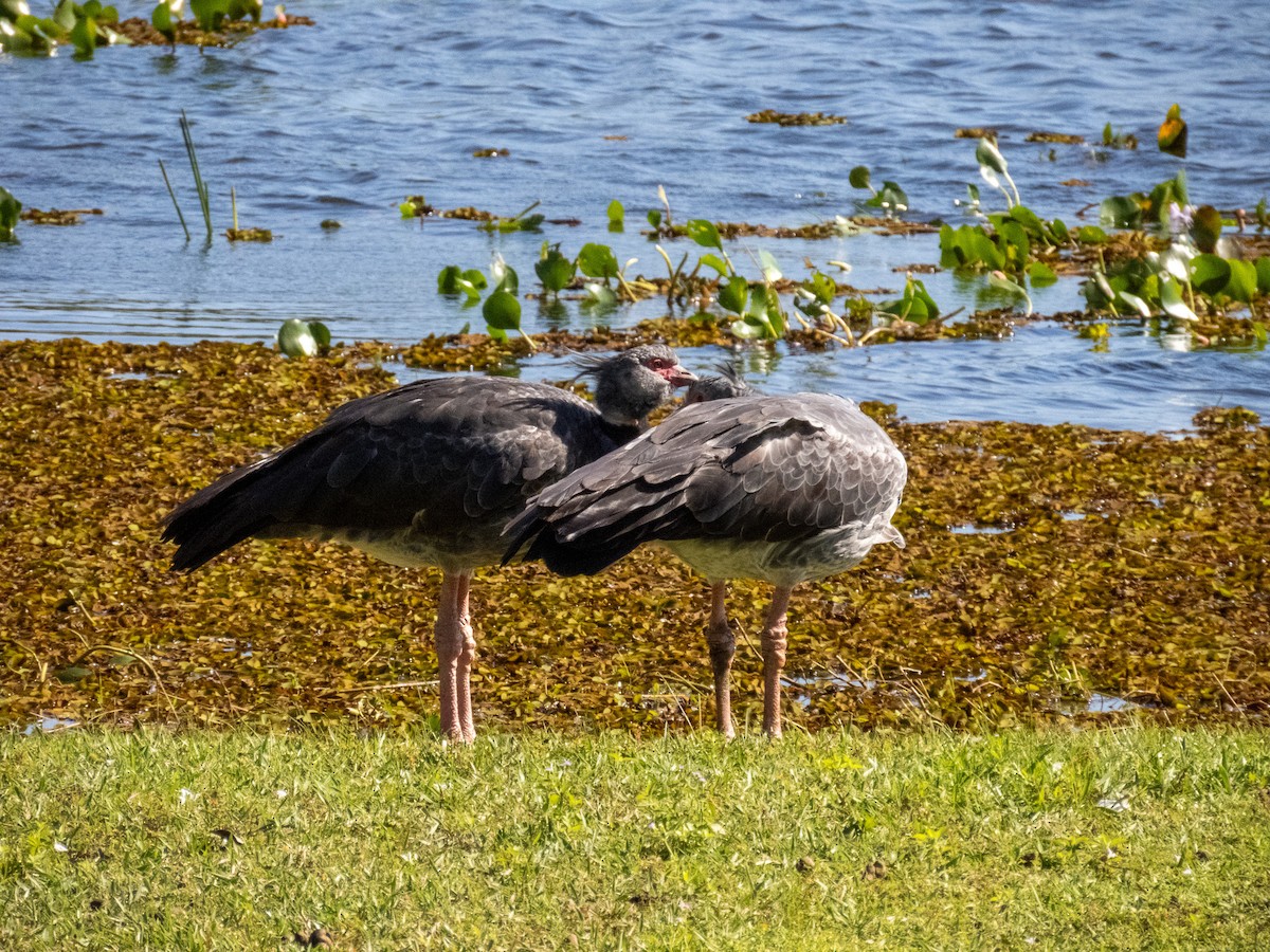 Southern Screamer - ML644344805