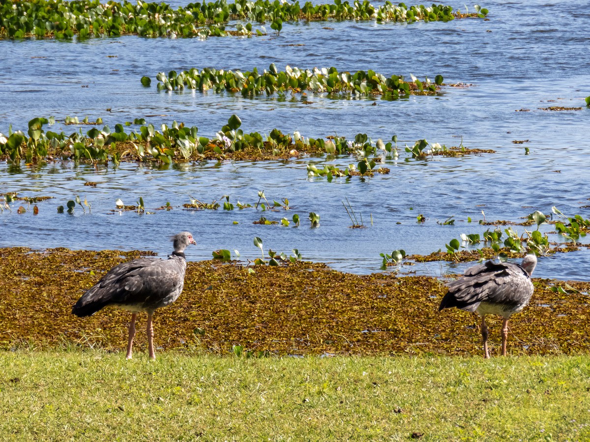 Southern Screamer - ML644344806