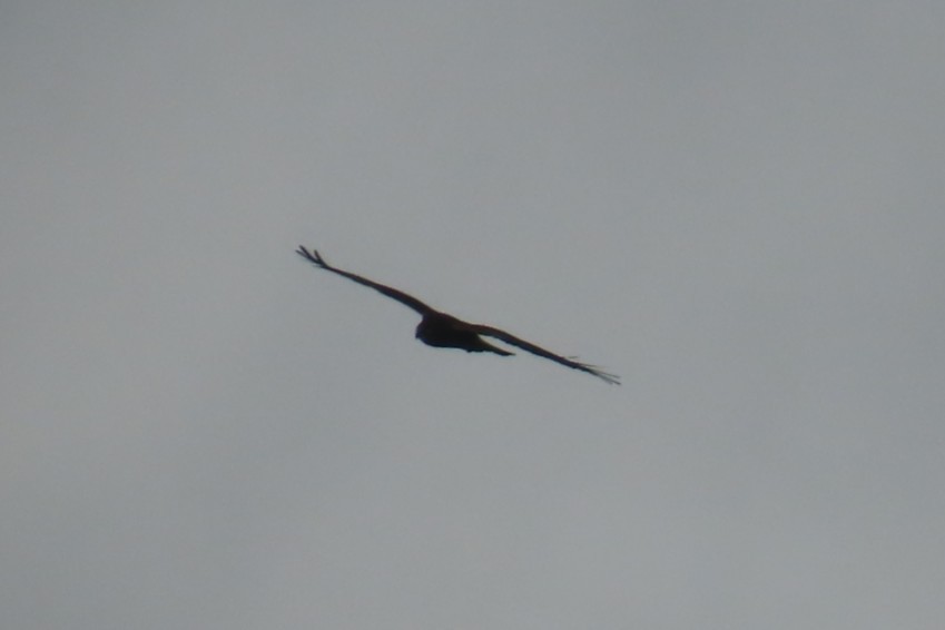 Northern Harrier - ML644344812