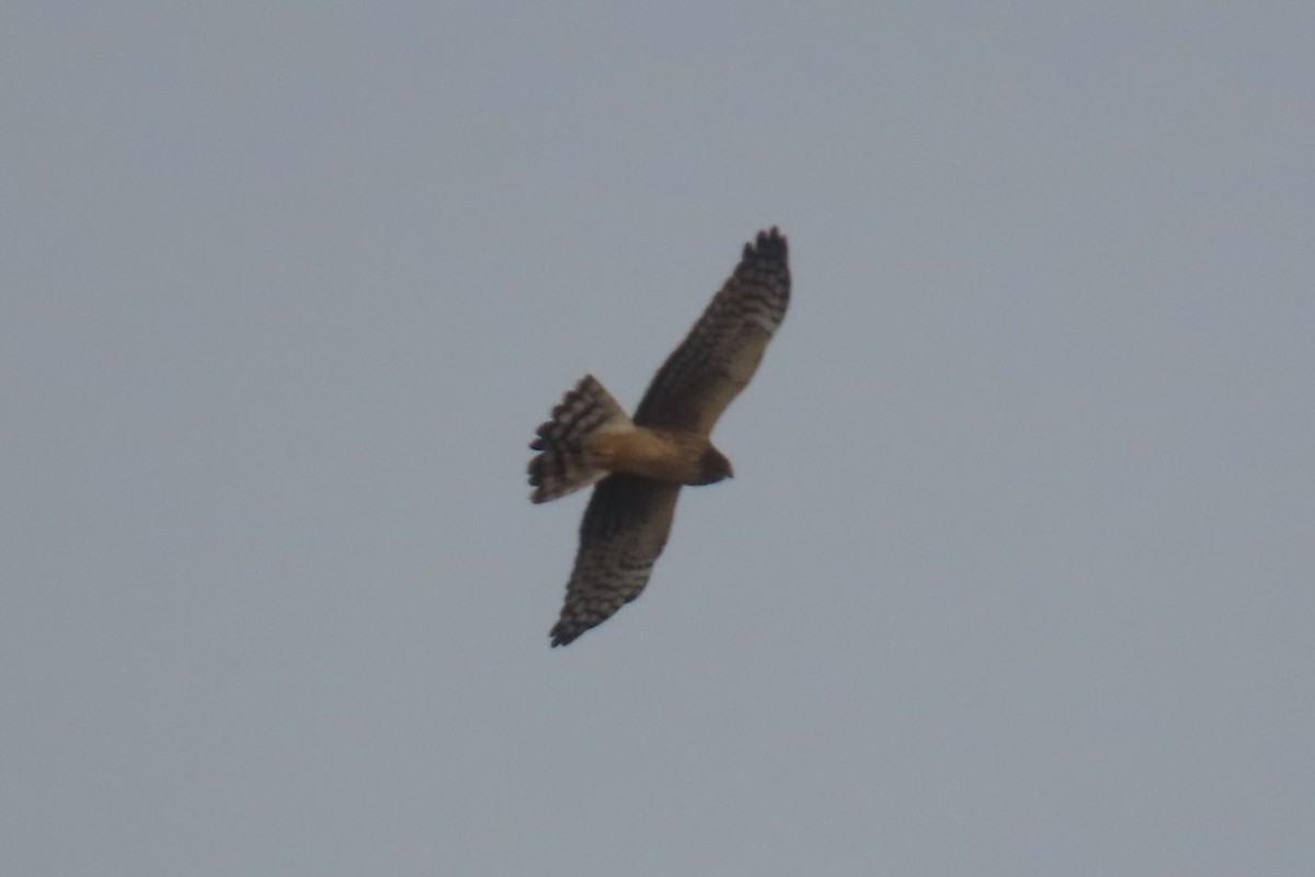 Northern Harrier - ML644344814
