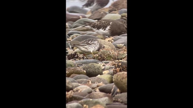 Rock Sandpiper - ML644344815