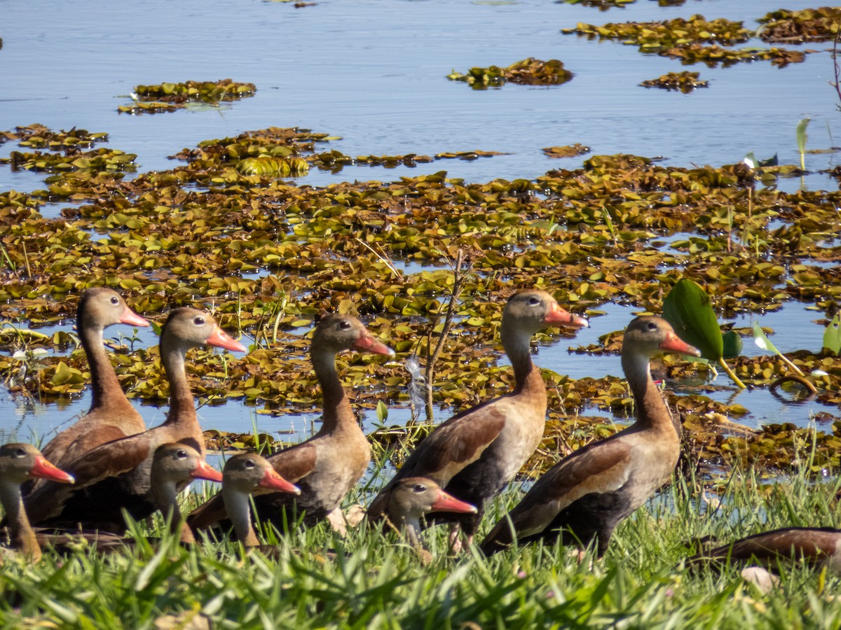 Black-bellied Whistling-Duck - ML644344817