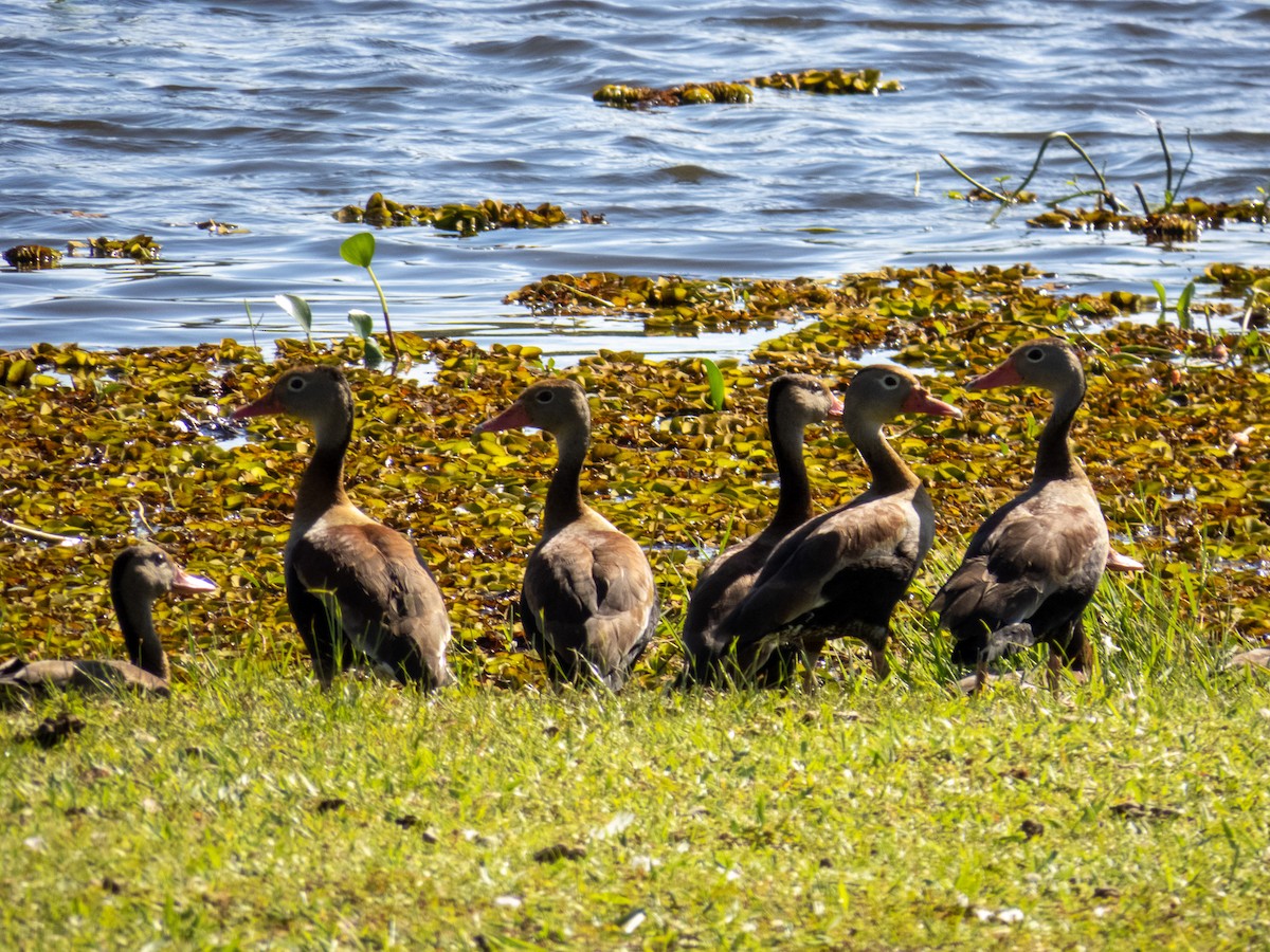 Black-bellied Whistling-Duck - ML644344818