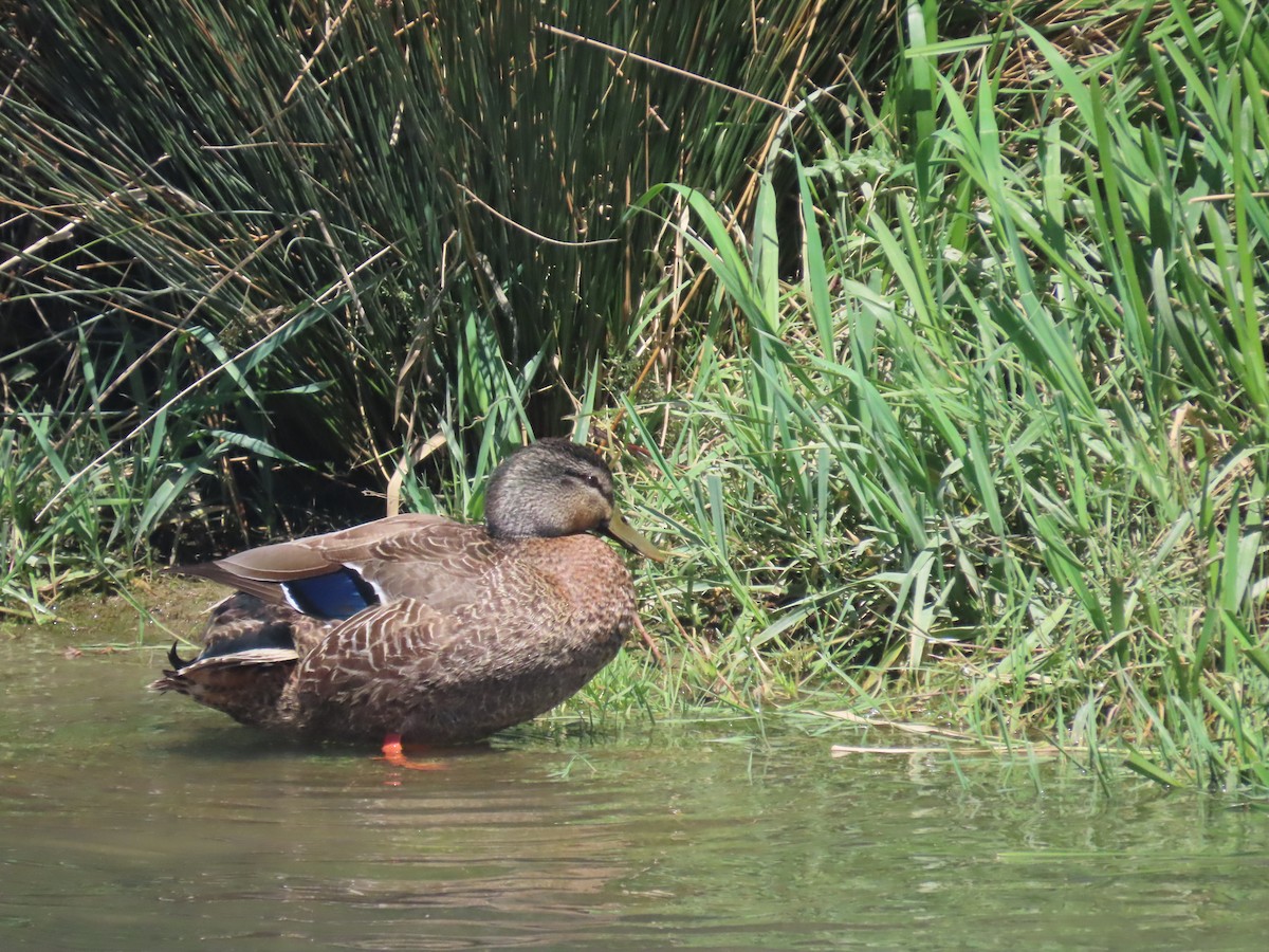 Mallard - ML644344821