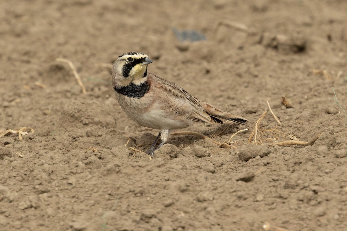 ハマヒバリ - ML644344822