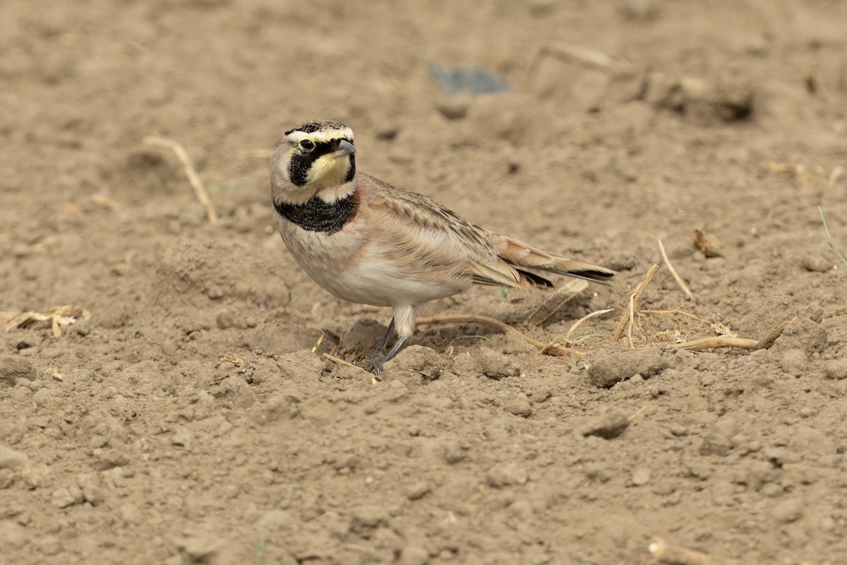 ハマヒバリ - ML644344823