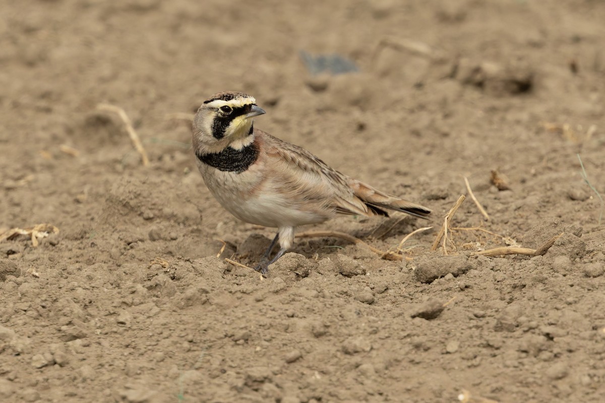 ハマヒバリ - ML644344824