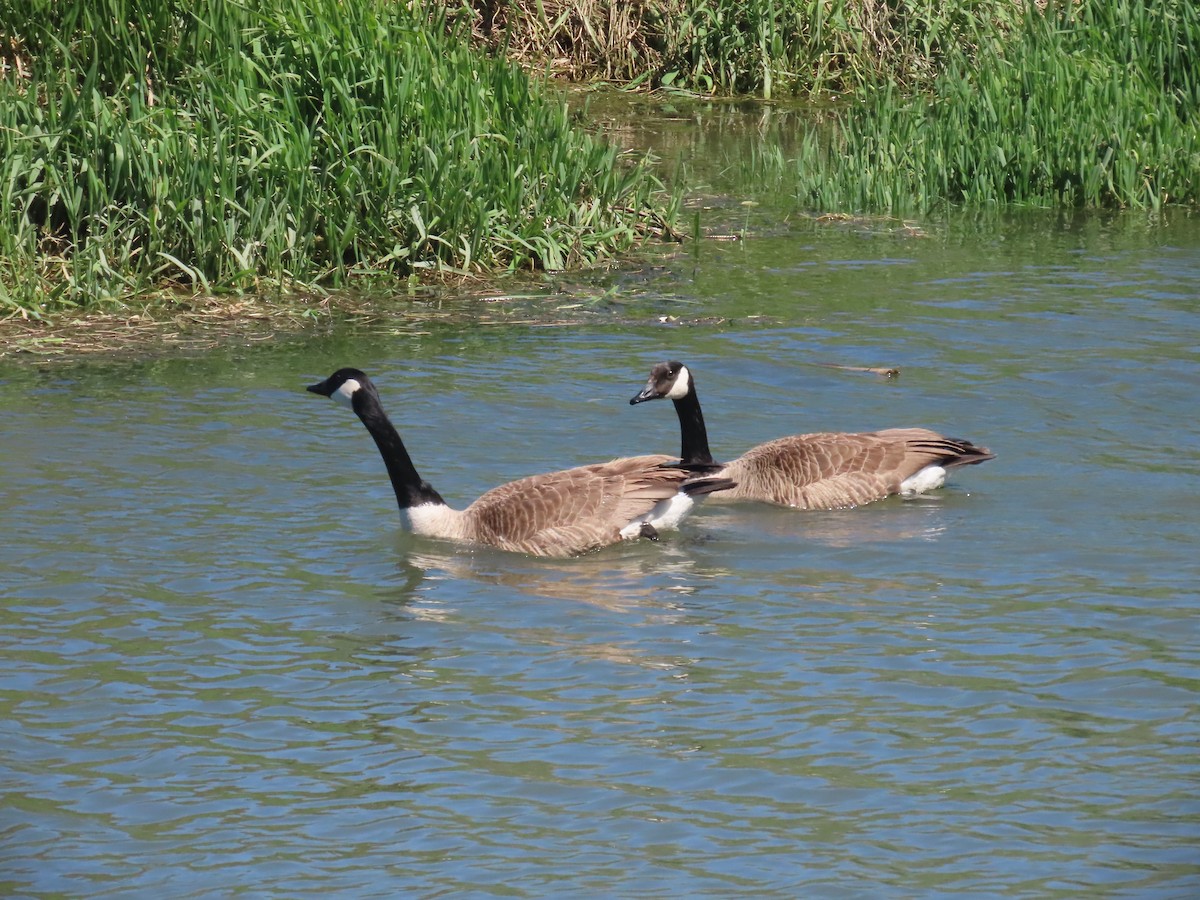 Canada Goose - ML644344829