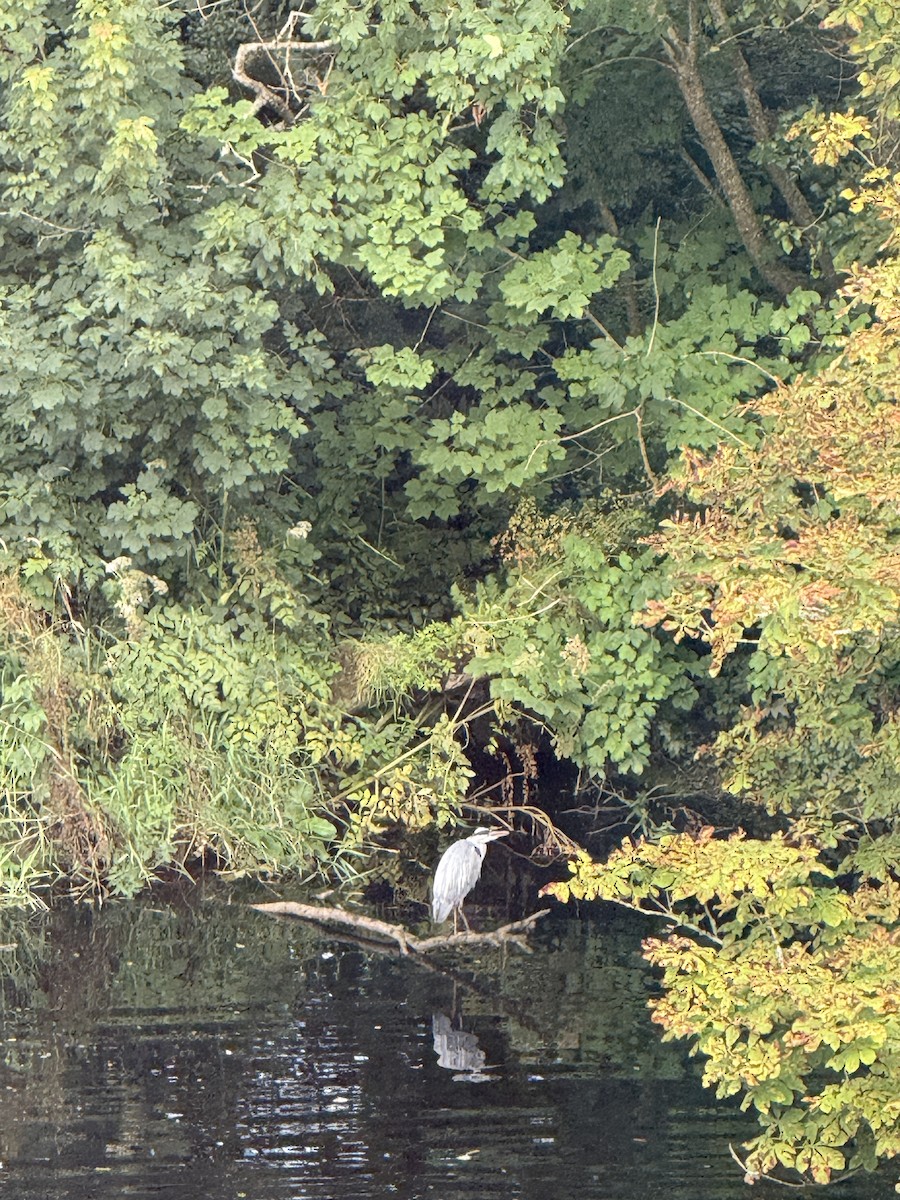 Gray Heron - ML644344837