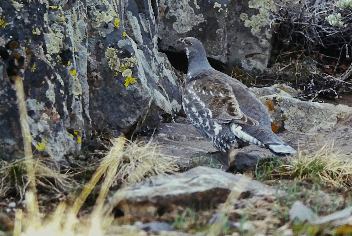 アオライチョウ - ML644344871