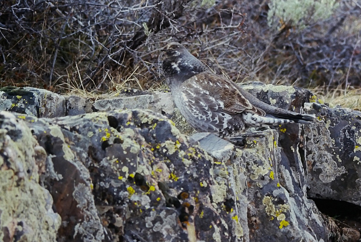 アオライチョウ - ML644344872