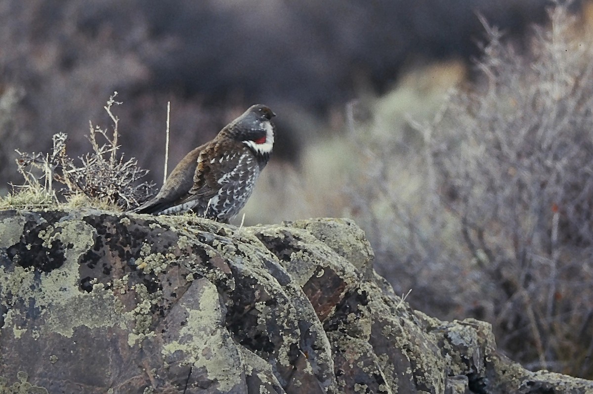 アオライチョウ - ML644344873